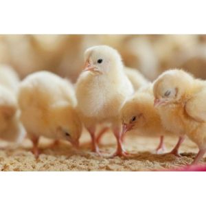 Chikun Day Old Broiler (Cobb 500) – 1 Carton