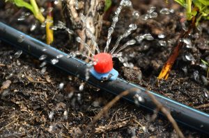 drip irrigation