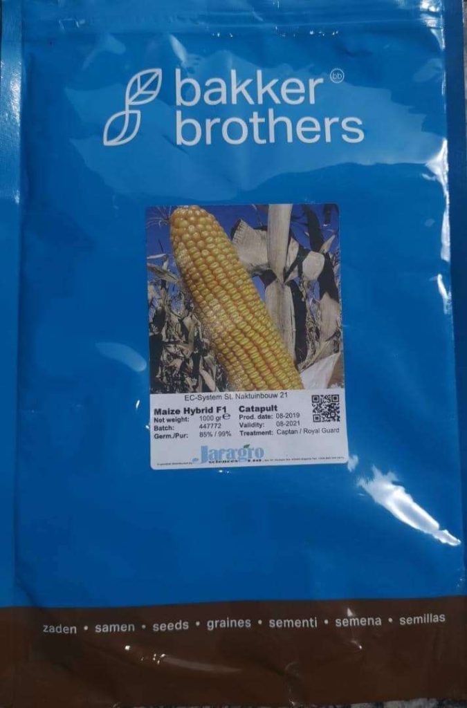 Maize Catapult F1