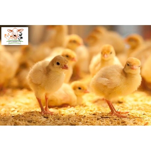 ISA Brown Day Old Pullet | Farm Support