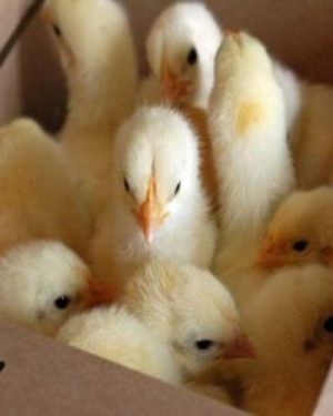 Chikun Day Old Broiler (Cobb 500) | 1 Carton