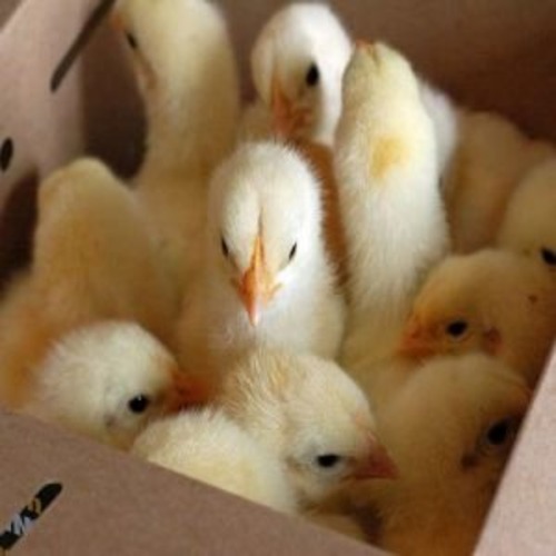 Chikun Day Old Broiler (Cobb 500) | 1 Carton