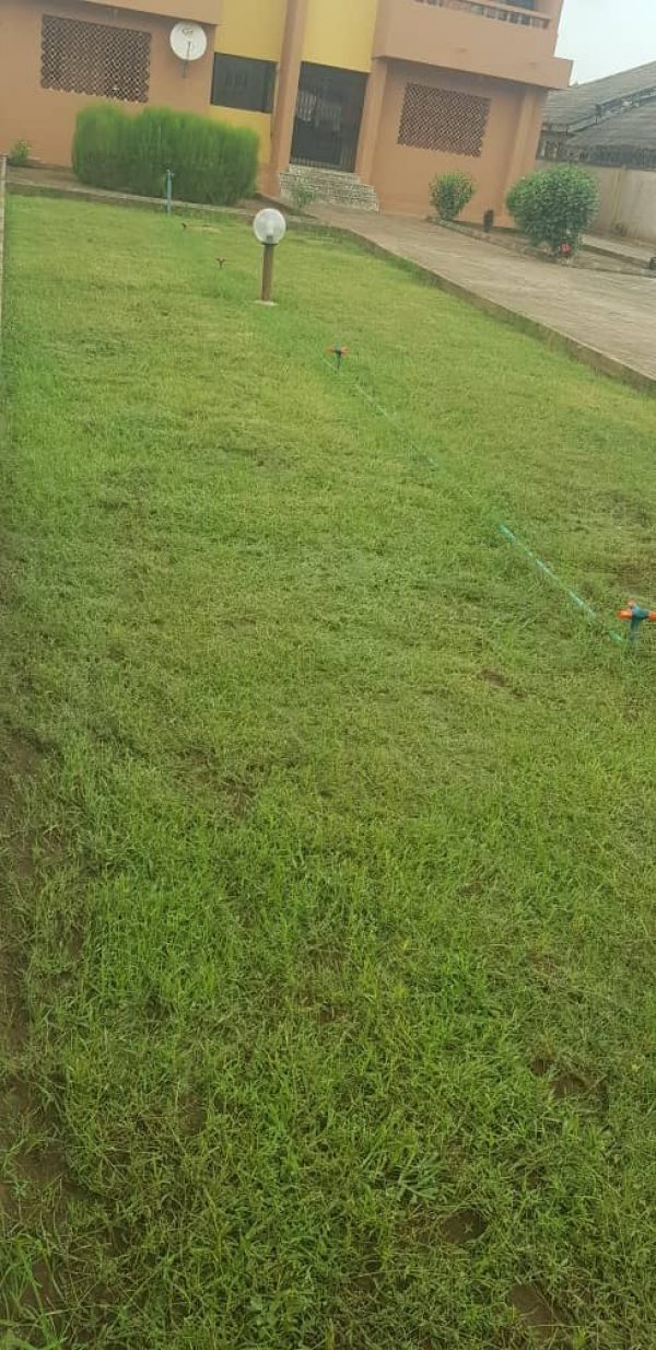 Sahara II Bermuda Carpet Grass Seeds (500g) HTS Farms