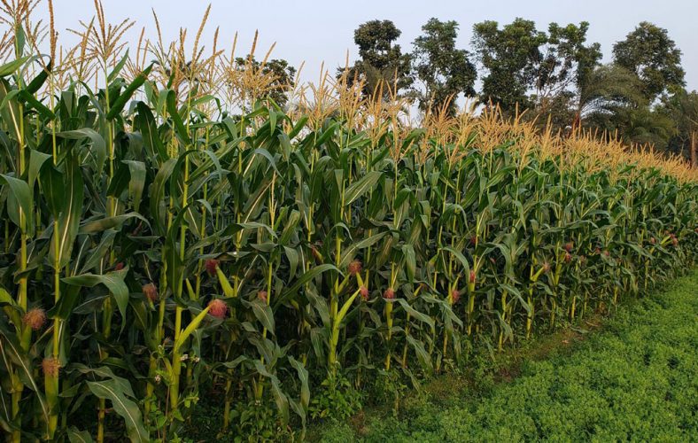 A STEP BY STEP GUIDE TO PLANTING MAIZE HTS Farms