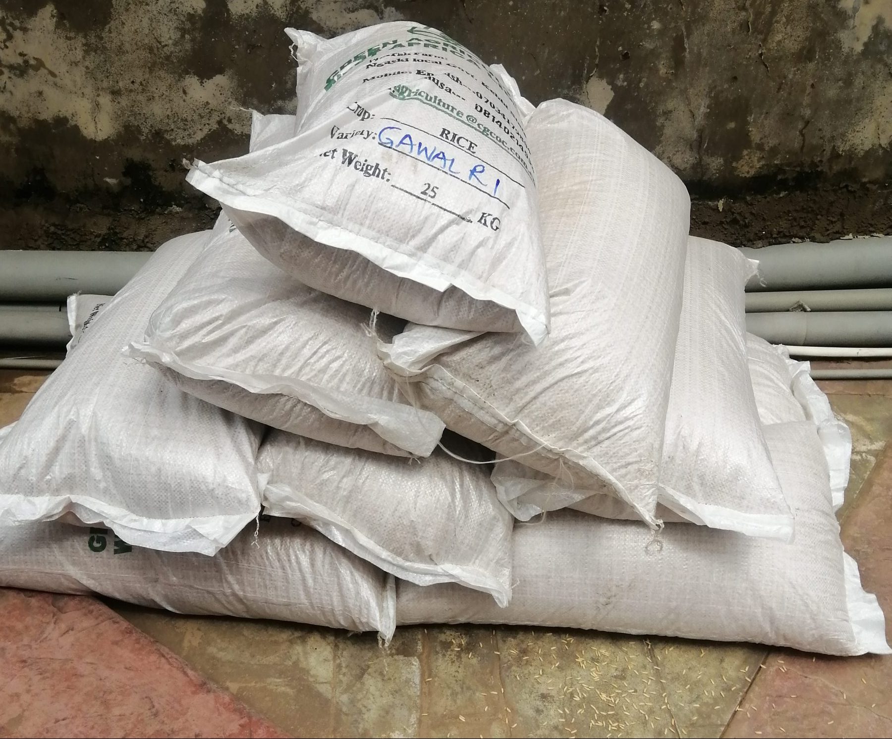 Gawal R1 (Irrigated land & Lowland) Rice Seeds 25kg - HTS Farms