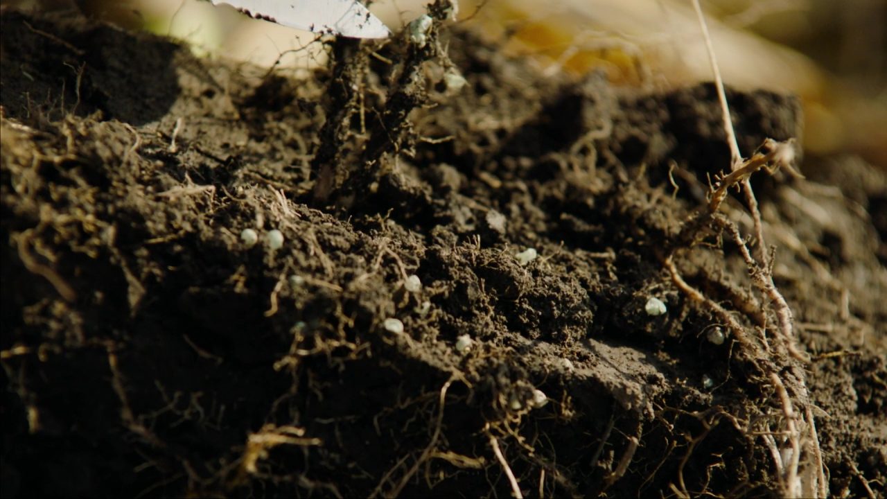 How To Apply Urea Fertilizer HTS Farms