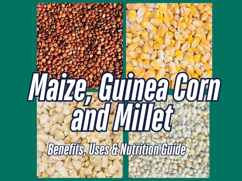 guinea corn and millet