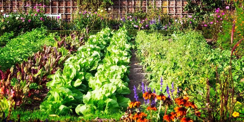 A Beginner’s Guide to Setting Up Your Backyard Garden