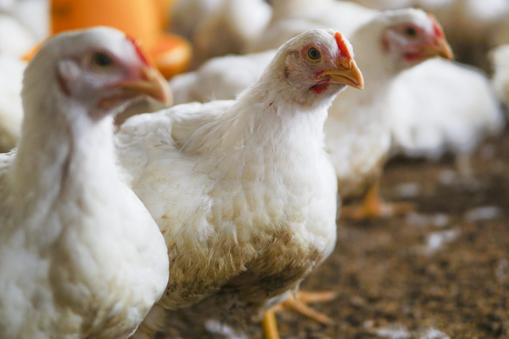 The Ultimate Guide To Successful Broiler Farming