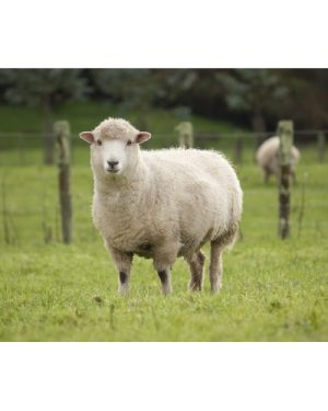 Sheep Mineral Premix + Organic Selenium | 25kg