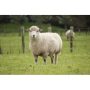 Sheep Mineral Premix + Organic Selenium | 25kg