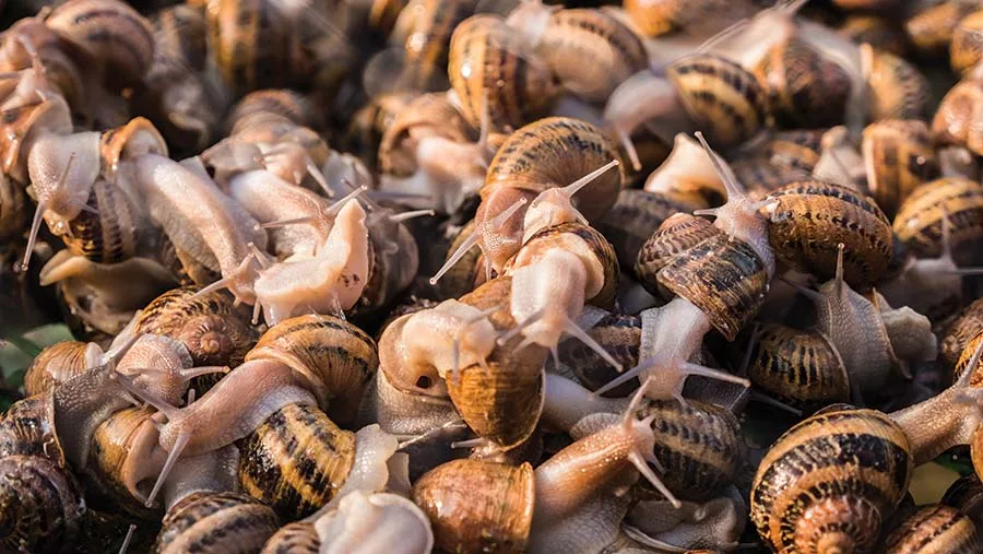Snail Farming: A Comprehensive Guide to Cultivating Successfully