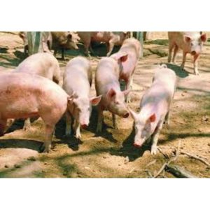 Bio-Mix Pig Finisher Premix | 25kg