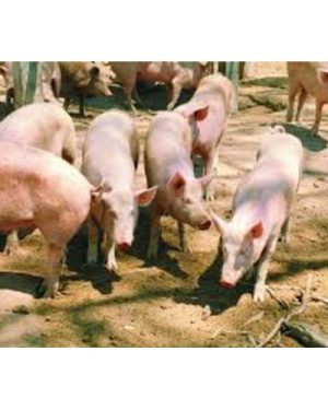 Bio-Mix Pig Finisher Premix | 25kg