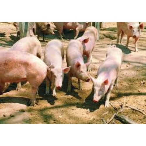 Bio-Mix Pig Finisher Premix | 25kg