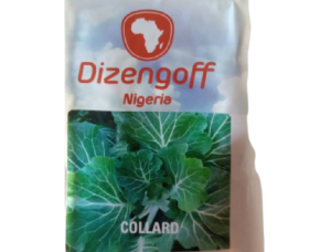 Collard Seeds Dizengoff