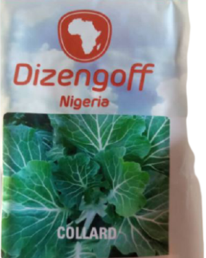 Collard Seeds Dizengoff