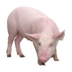 Pure-Line Foreign Breed Large White Weaners | 8 Weeks Old from HTS Farms