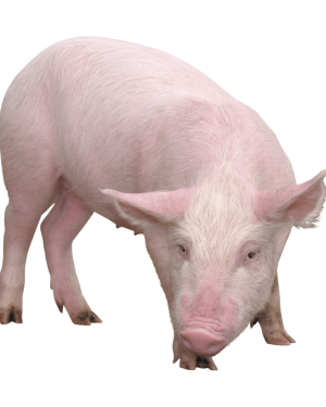 Pure-Line Foreign Breed Large White Weaners | 8 Weeks Old from HTS Farms