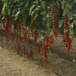 Moscatel RZ F1 (Cherry Tomato seed)