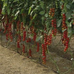 Moscatel RZ F1 (Cherry Tomato seed)