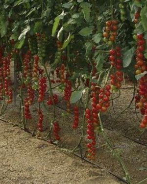 Moscatel RZ F1 (Cherry Tomato seed)