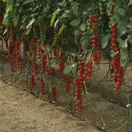 Moscatel RZ F1 (Cherry Tomato seed)