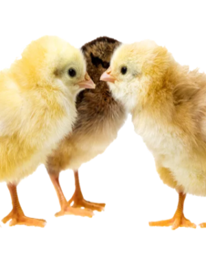 Day Old Noiler (AMO Brand) 2 Weeks Old | 1 Carton