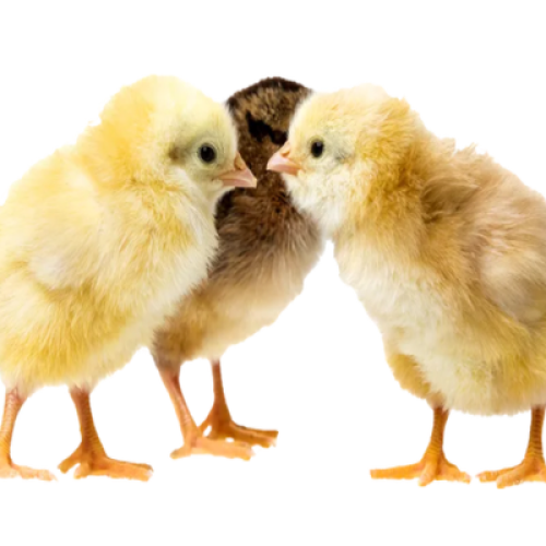 Day Old Noiler (AMO Brand) | 1 Carton