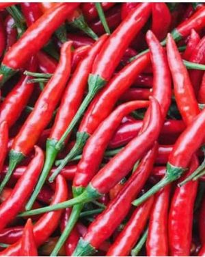 Sunny F1 Pepper Seeds