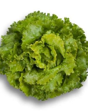 Batavia Lettuce - Bland (semi) Closed Out. Decision RZ