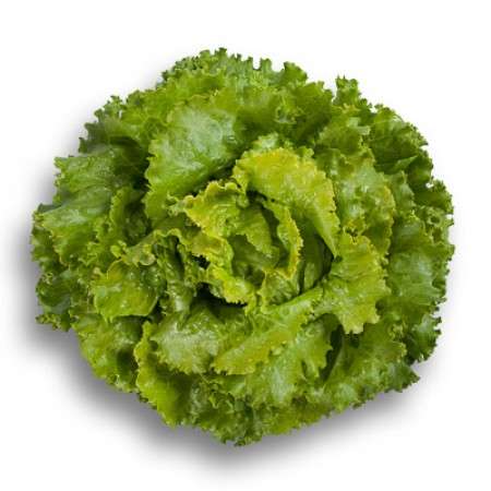 Batavia Lettuce - Bland (semi) Closed Out. Decision RZ