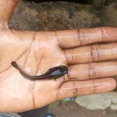 Heteroclarias Spp Fingerlings