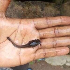 Heteroclarias spp Fingerlings