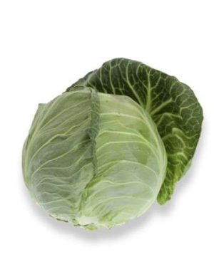 White Cabbage Toughma RZ F1 [1000 Seeds]