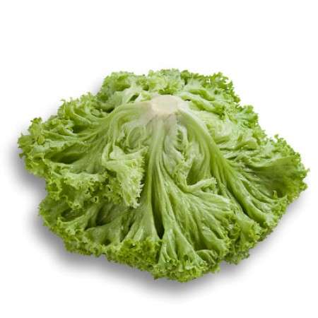 Leafy Lettuce Locarno RZ Seed | 1000 Seeds - Image 2