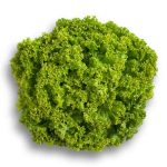 Leafy Lettuce Locarno RZ Seed