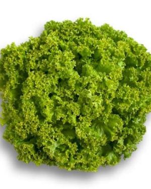 Leafy Lettuce Locarno RZ Seed