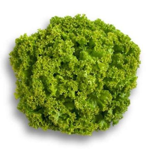 Leafy Lettuce Locarno RZ Seed | 1000 Seeds
