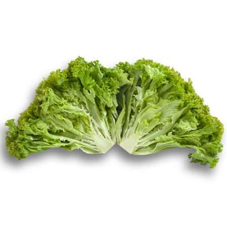 Leafy Lettuce Locarno RZ Seed | 1000 Seeds - Image 3