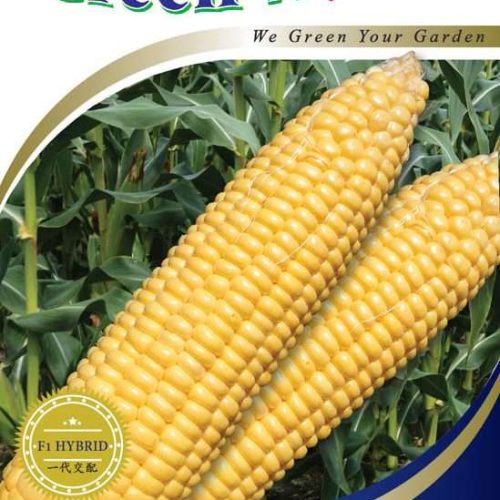 301 Sweetcorn Honeymoon F1