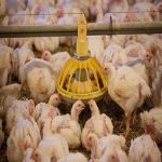 Arbor Acres Plus Broilers