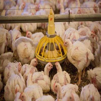 Arbor Acres Plus Broilers