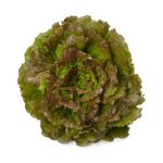 Batavia Lettuce
