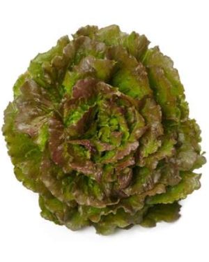 Batavia Lettuce