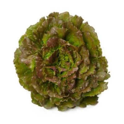 Batavia Lettuce – Bland Semi [closed door] – Novelski RZ [81 – 56]