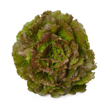 Batavia Lettuce