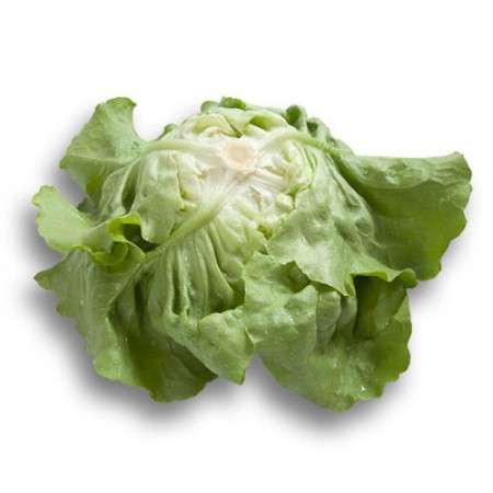 Butterhead Ballerina RZ Seeds | 1000 Seeds - Image 2