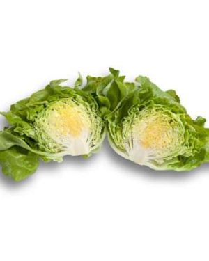 Butterhead Ballerina RZ Seeds