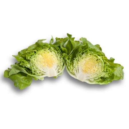 Butterhead Ballerina RZ Seeds